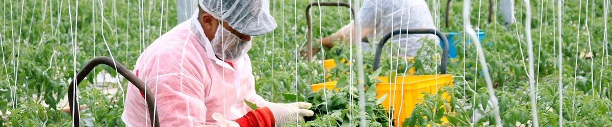 greenhouse farm worker