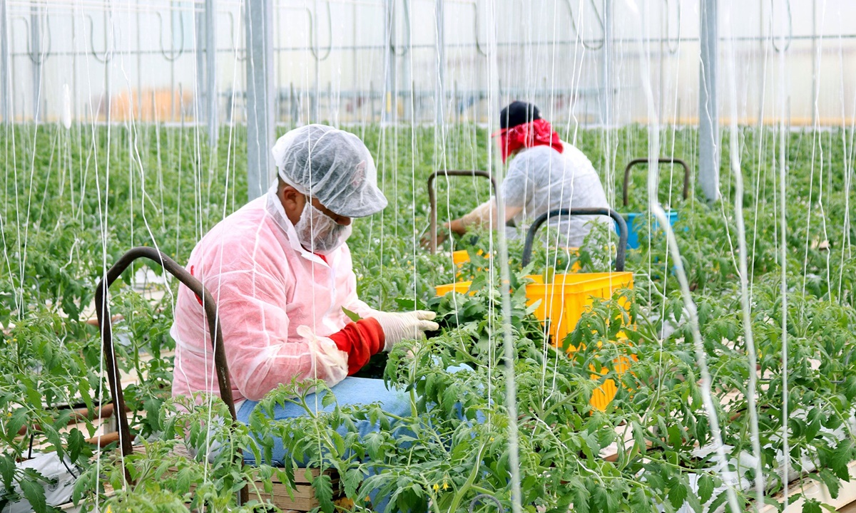 greenhouse farm worker